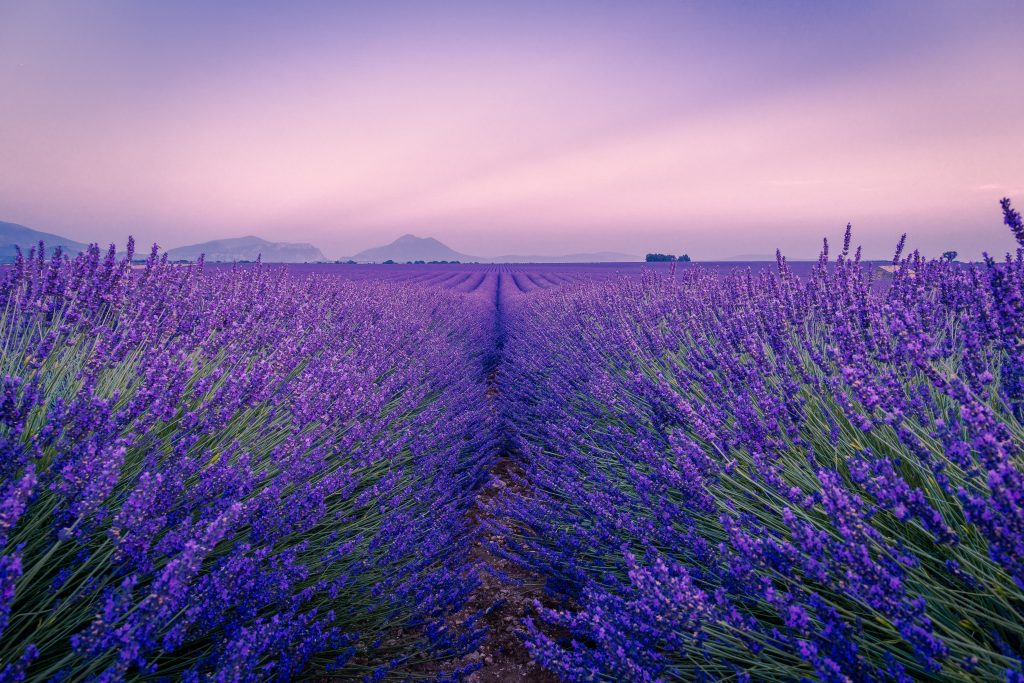 Lavender fields in valensole